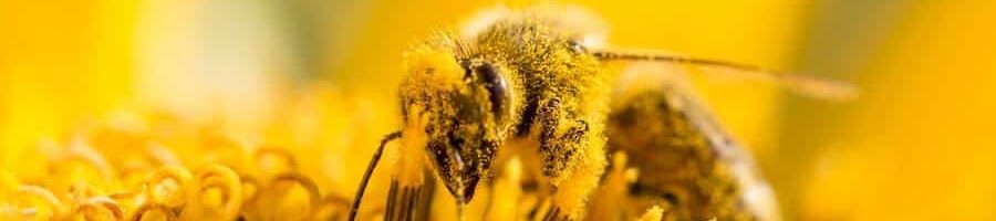 Bienen mit gelben Blütenstaub_shutterstock.1fae67b3492f59fc9a620f28440ef1a4